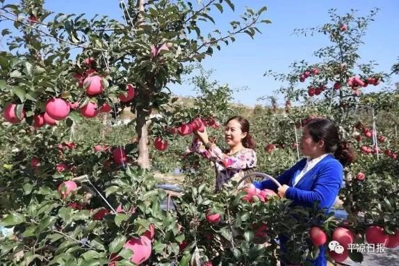 甘肅靈臺縣：蘋果紅了，果農(nóng)的錢袋子鼓了